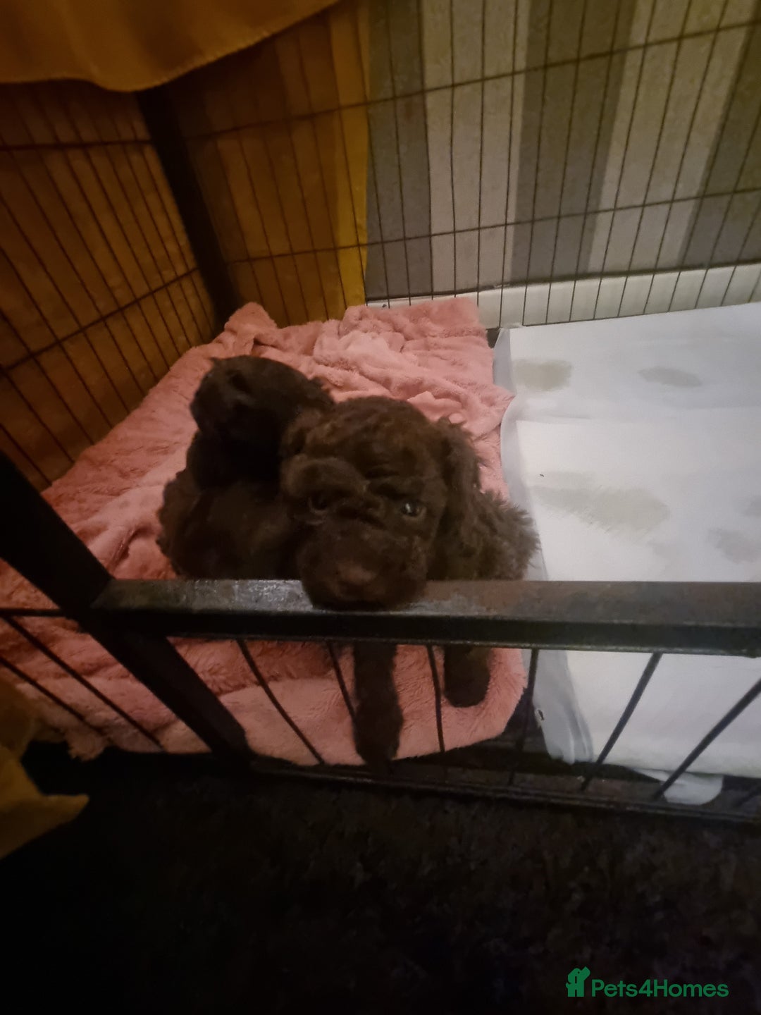 Poodle dogs for sale: Poodle's - Advert 9