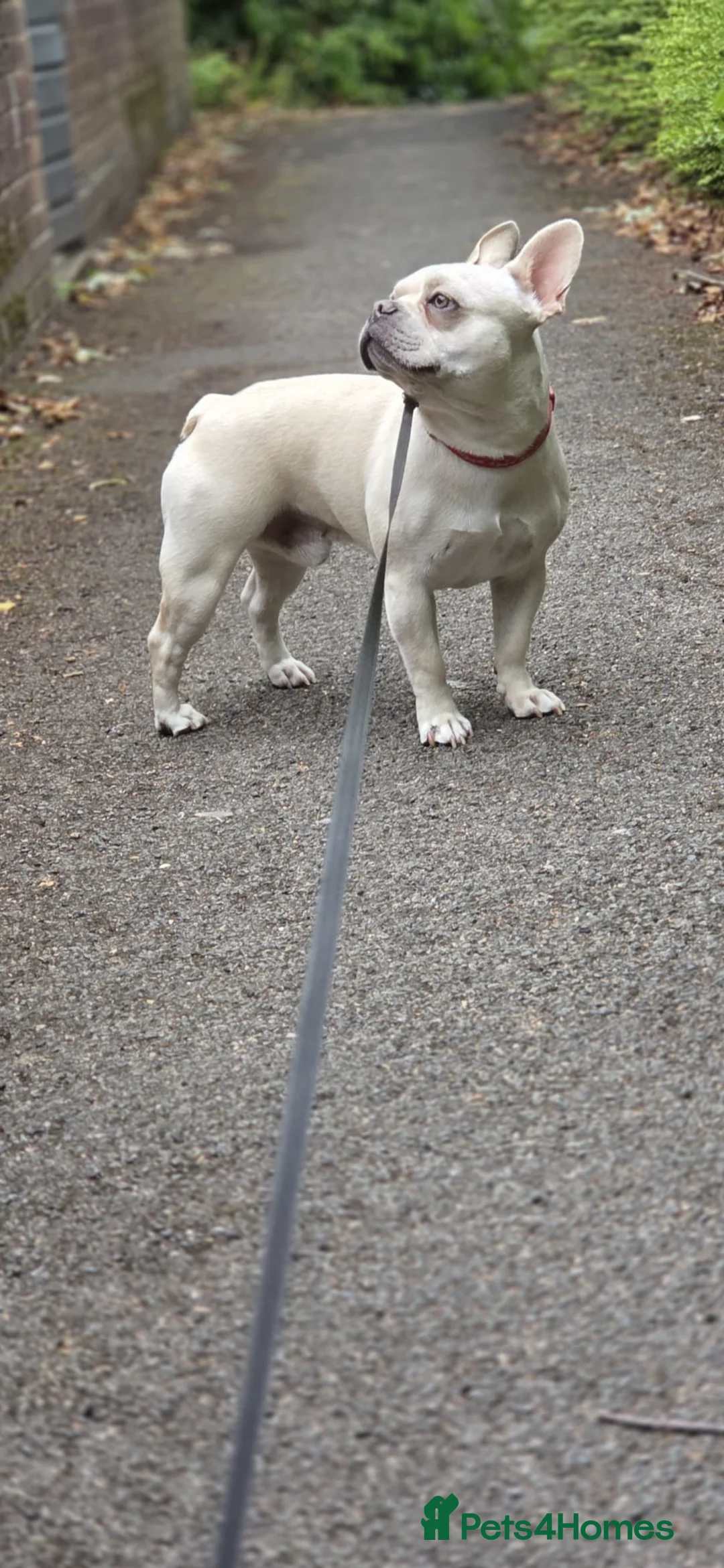 French Bulldog dogs for stud: Dexter  - Advert 1