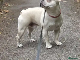 French Bulldog dogs Dexter - Advert 1