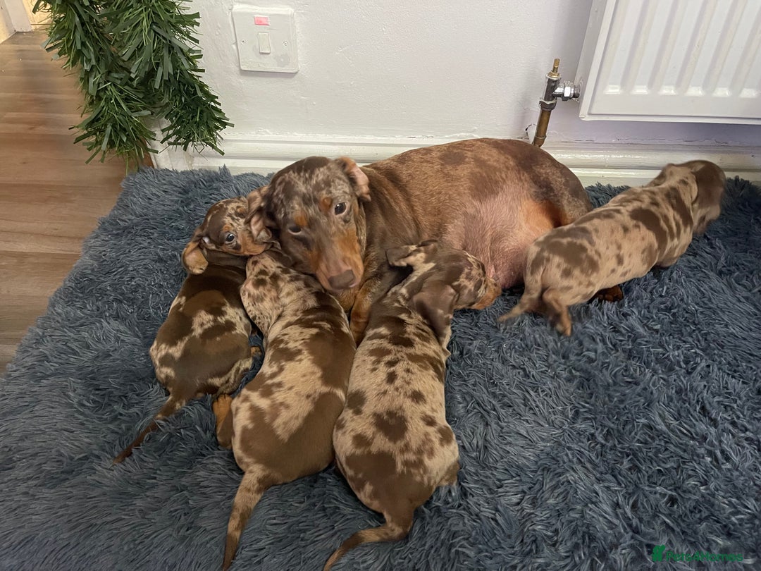 Dachshund dogs for sale: Miniature Dachshund puppies  - Advert 18