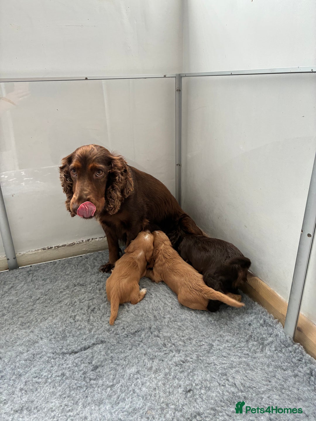 Cocker Spaniel dogs for sale: Beautiful cocker spaniels  - Image 12