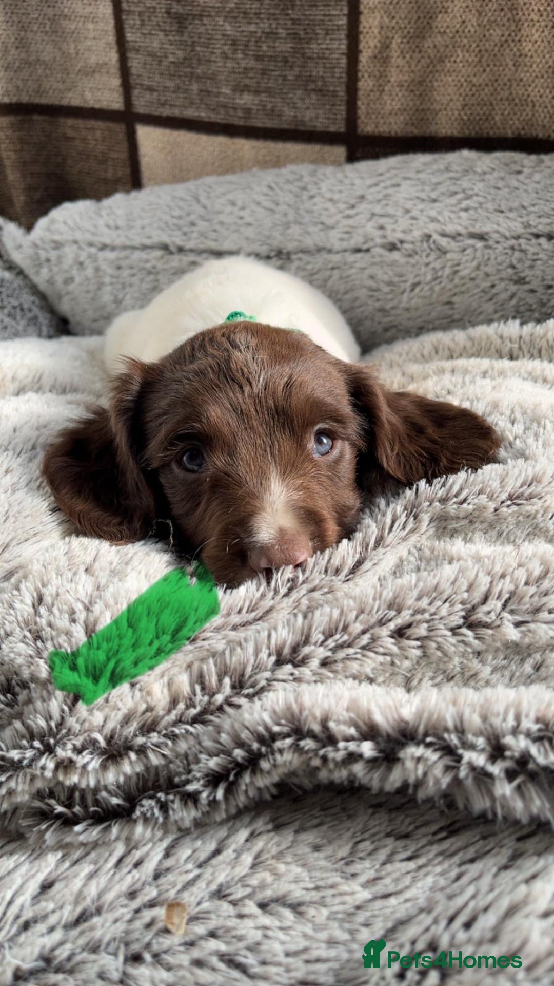 English Springer Spaniel dogs for sale: Quality ESS KC Reg Health Tested Parents 5⭐️ - Image 6