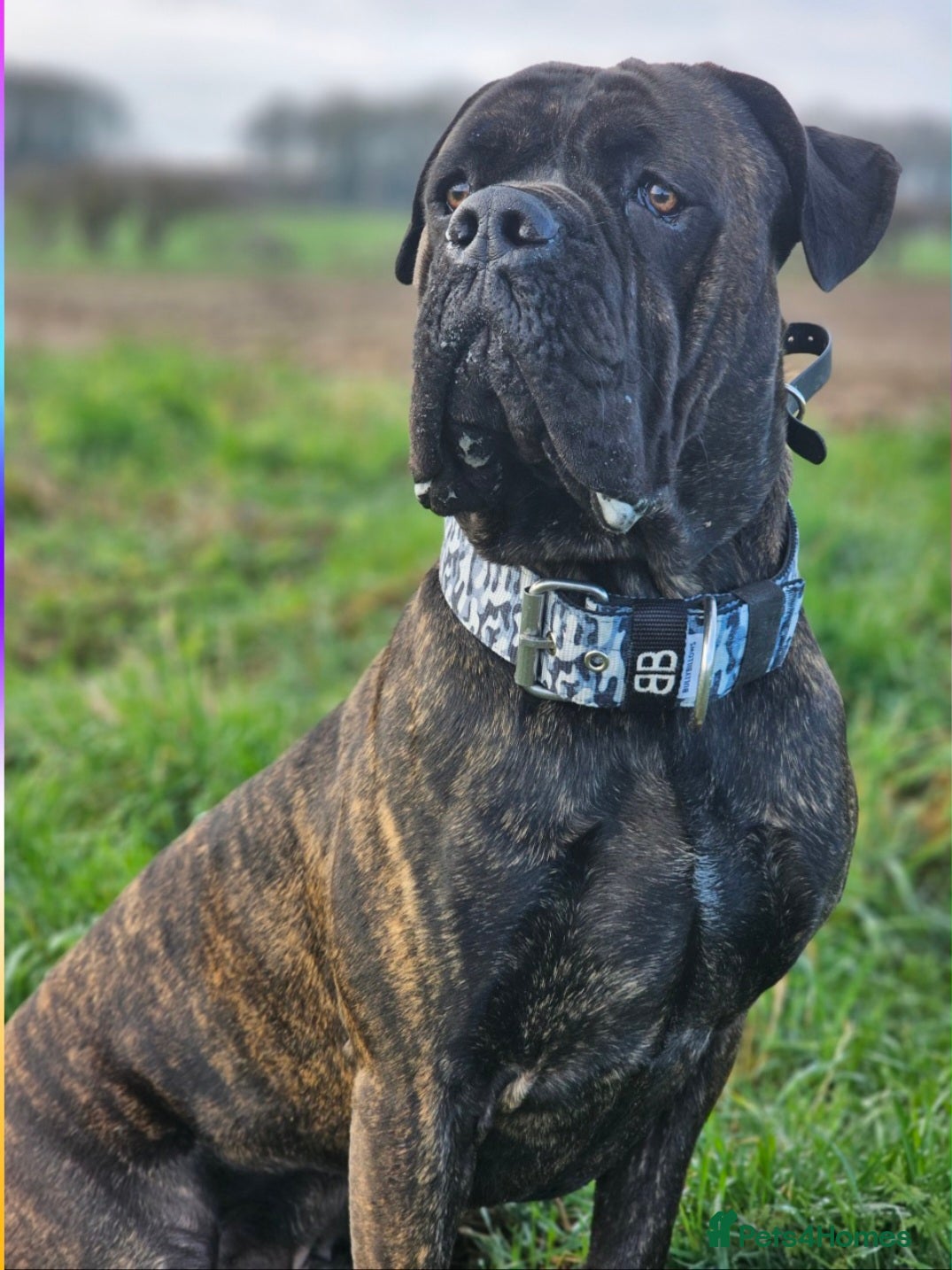 Cane Corso dogs Cane Corso 4yr Old Male - Advert 5