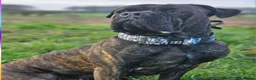 Cane Corso dogs for sale: Cane Corso 4yr Old Male - Advert 1