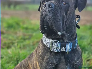 Cane Corso dogs Cane Corso 4yr Old Male - Advert 5