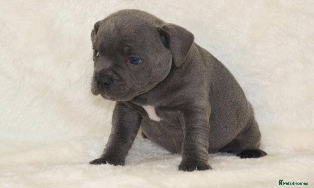 Staffordshire Bull Terrier dogs for sale: SOLID BLUE TEDDY BEARS STAFFS 🐻  - Advert 12