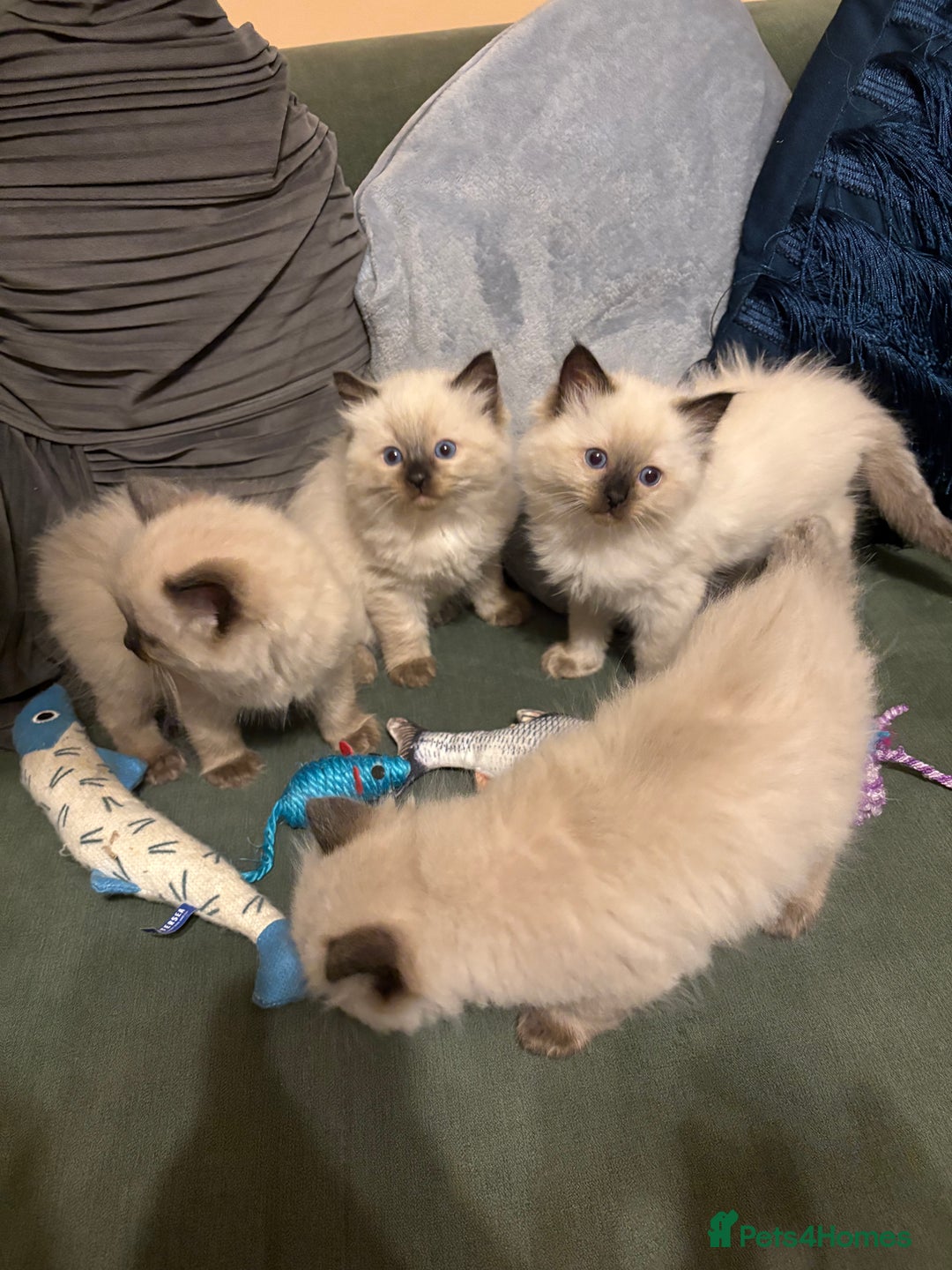Ragdoll cats for sale: Beautiful Ragdoll Kittens 2 boys 2 girls 😍 - Advert 3