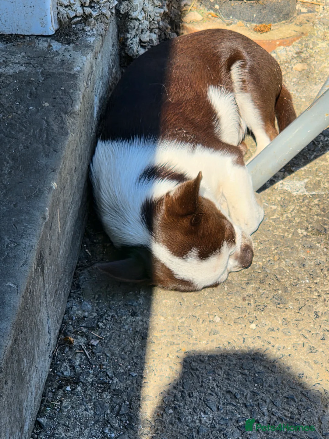 Chug dogs for sale: Lola our little lady - Advert 2