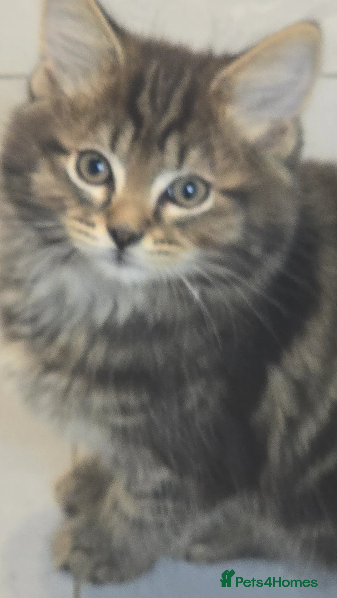 Mixed Breed cats for sale: Fluffy and Beautiful Kittens Seeking Forever Homes - Advert 5