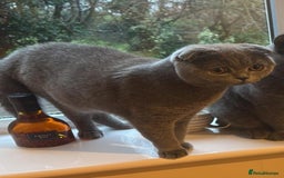 Scottish Fold cats for sale: Scottish Straight - Image 3