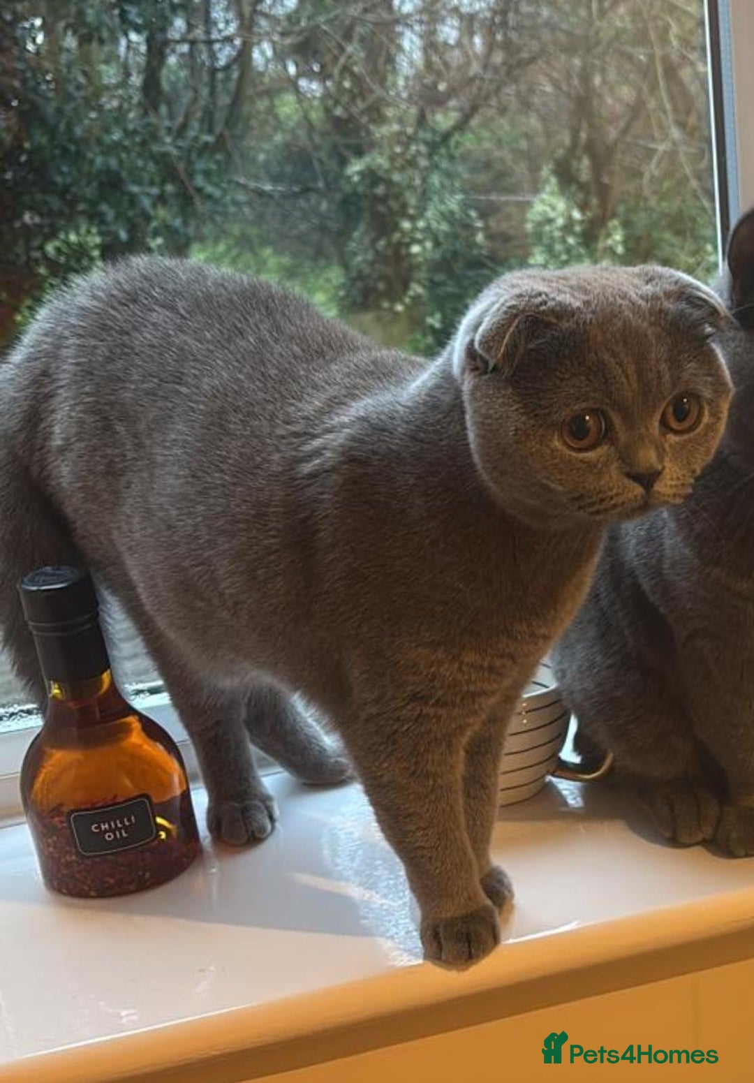 Scottish Fold cats for sale: Scottish Straight - Image 3