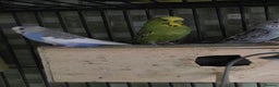 Budgerigars birds for sale: Budgies for sale - Advert 9