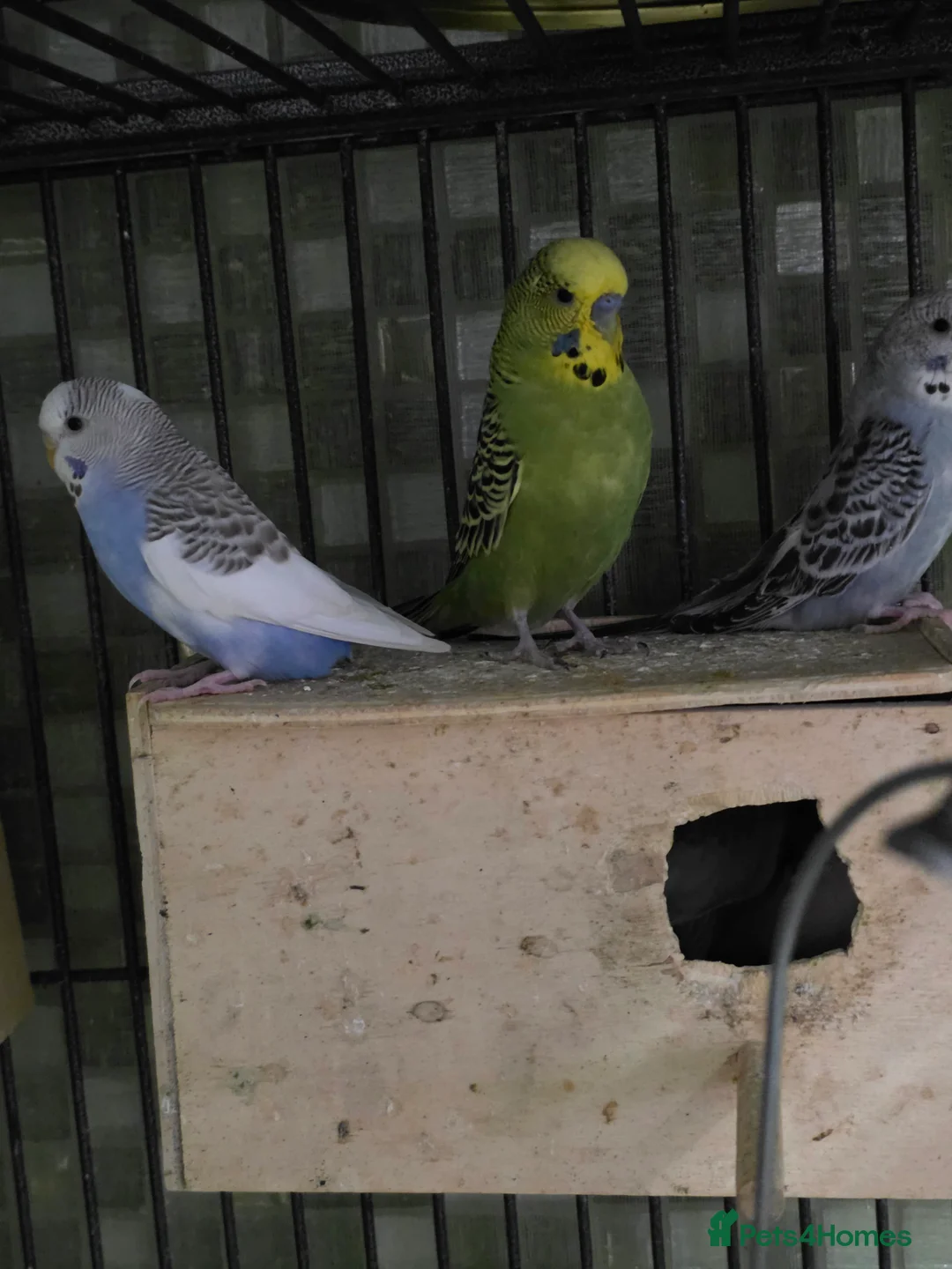 Budgerigars birds for sale: Budgies for sale - Advert 11