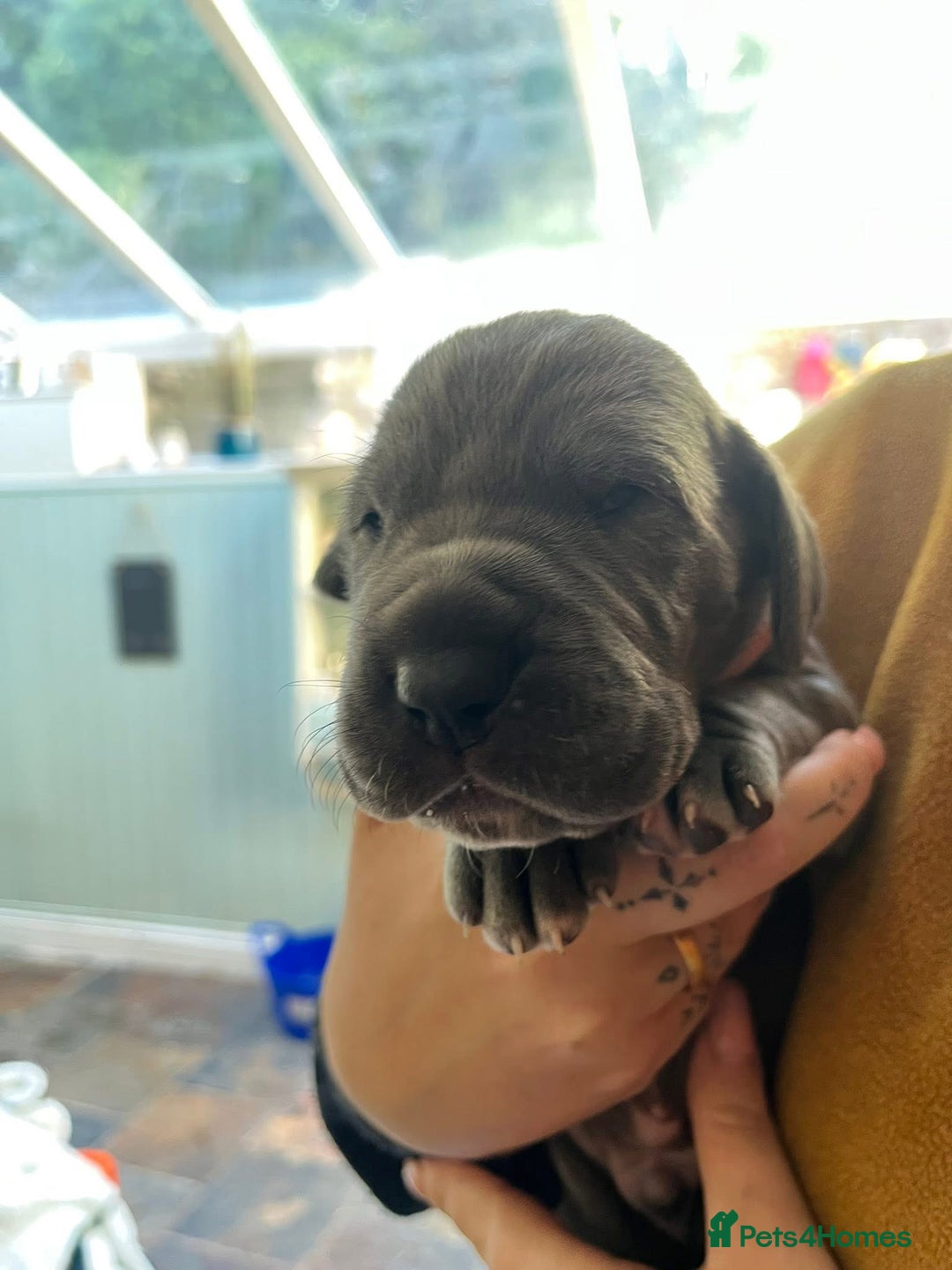 Great Dane dogs for sale: Great Dane puppy’s  - Image 4