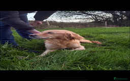 Mini Goldendoodle dogs for sale: 🐶Golden doodle puppies for sale ready to leave🐶 - Image 12