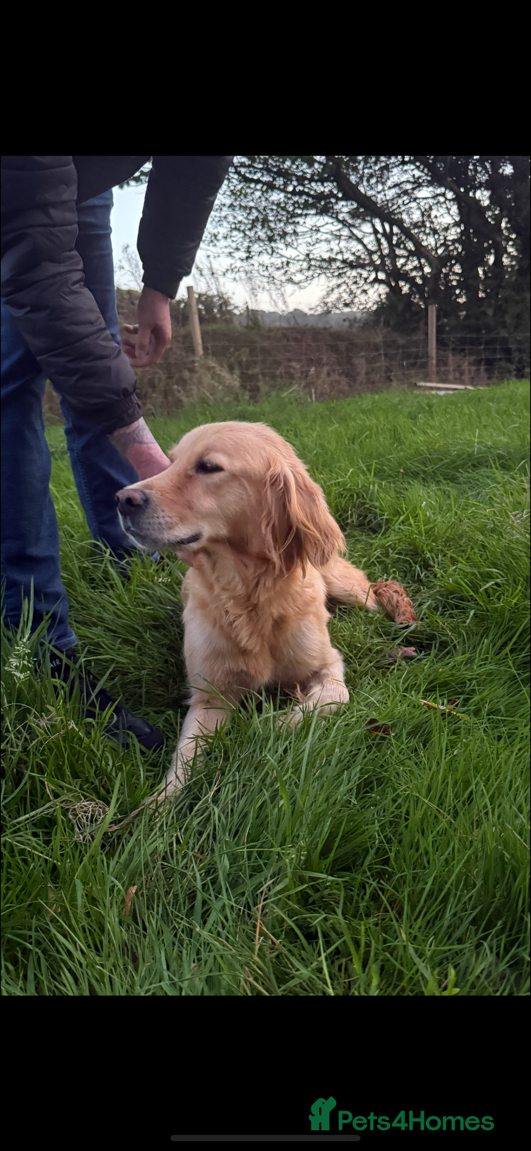 Mini Goldendoodle dogs for sale: 🐶Golden doodle puppies for sale ready to leave🐶 - Image 12