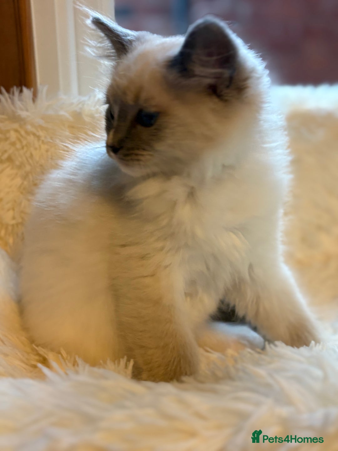 Ragdoll cats for sale: Stunning 💎 Ragdoll blue point girl kitten - Image 7