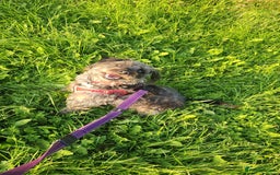 Mixed Breed dogs for sale: Marley for sale - Image 3