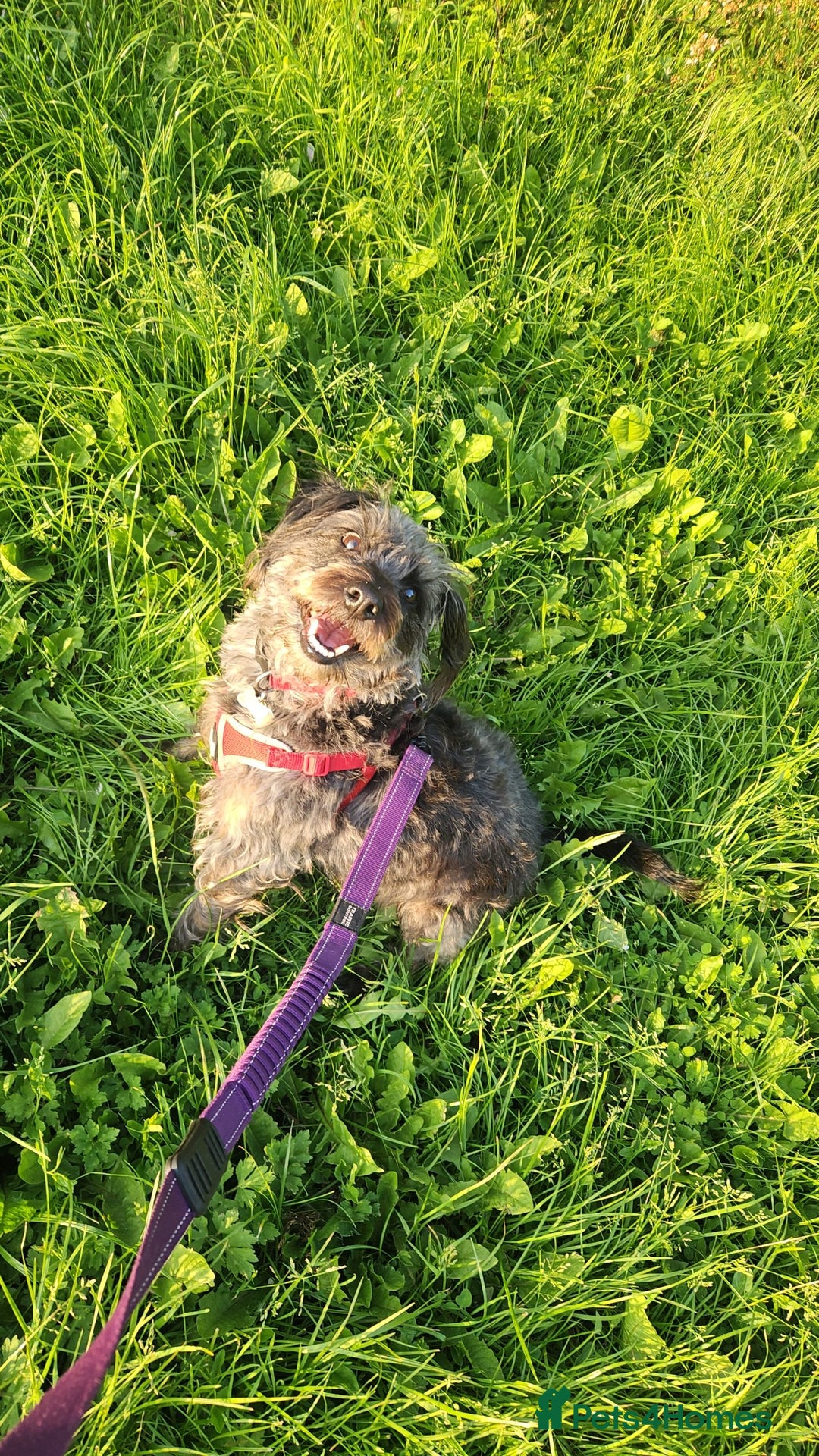 Mixed Breed dogs for sale: Marley for sale - Image 3