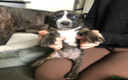 Staffordshire Bull Terrier dogs for sale: Staffordshire bull terrier puppies - Image 10