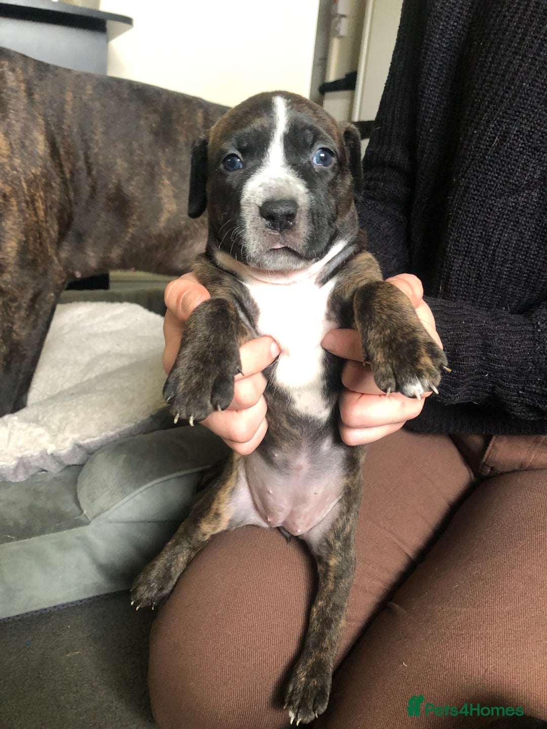 Staffordshire Bull Terrier dogs for sale: Staffordshire bull terrier puppies - Image 10