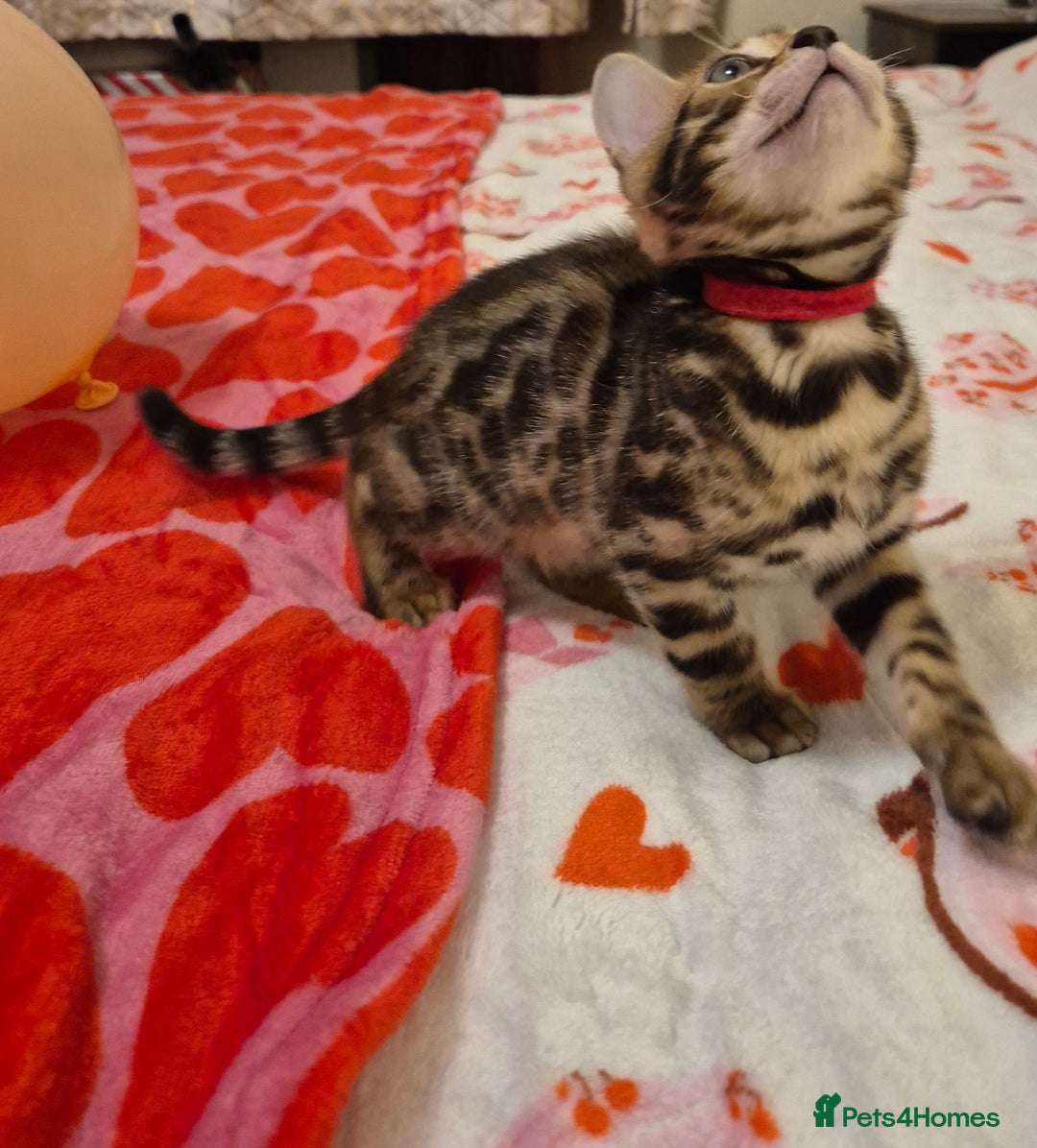 Bengal cats for sale: Bengal Kittens-Reservations Now Open  - Advert 14
