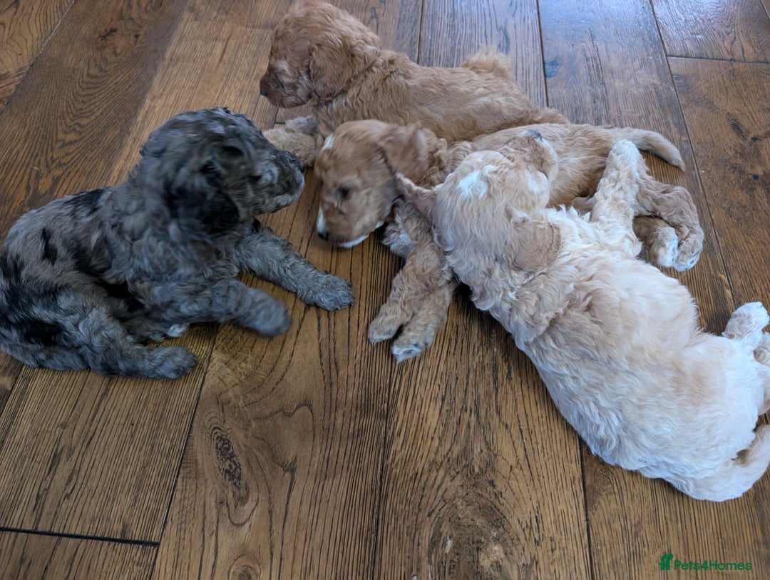 Labradoodle dogs for sale: HEALTH TESTED F1b Miniature labradoodle for SALE - Image 22