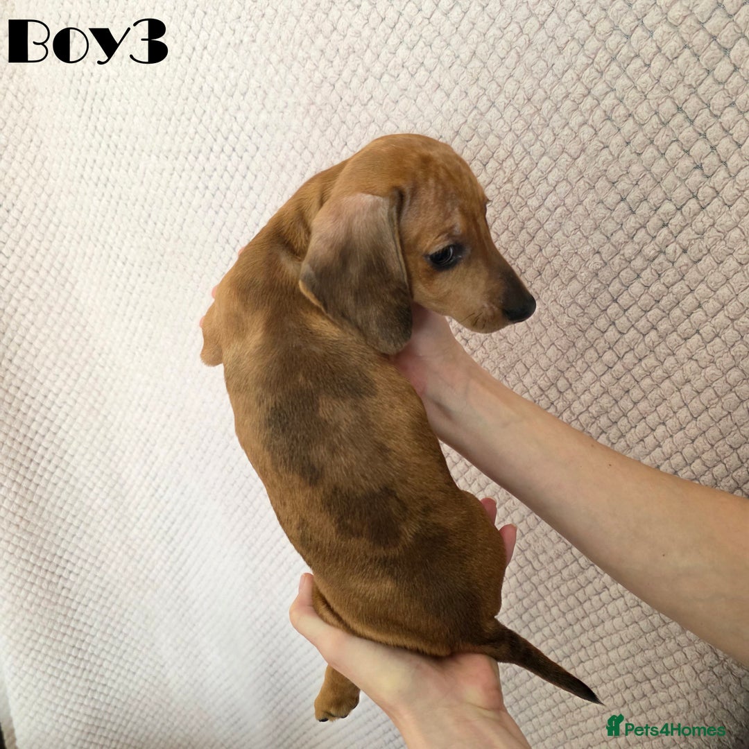 Miniature Dachshund dogs for sale: Dachshund pups - Advert 10