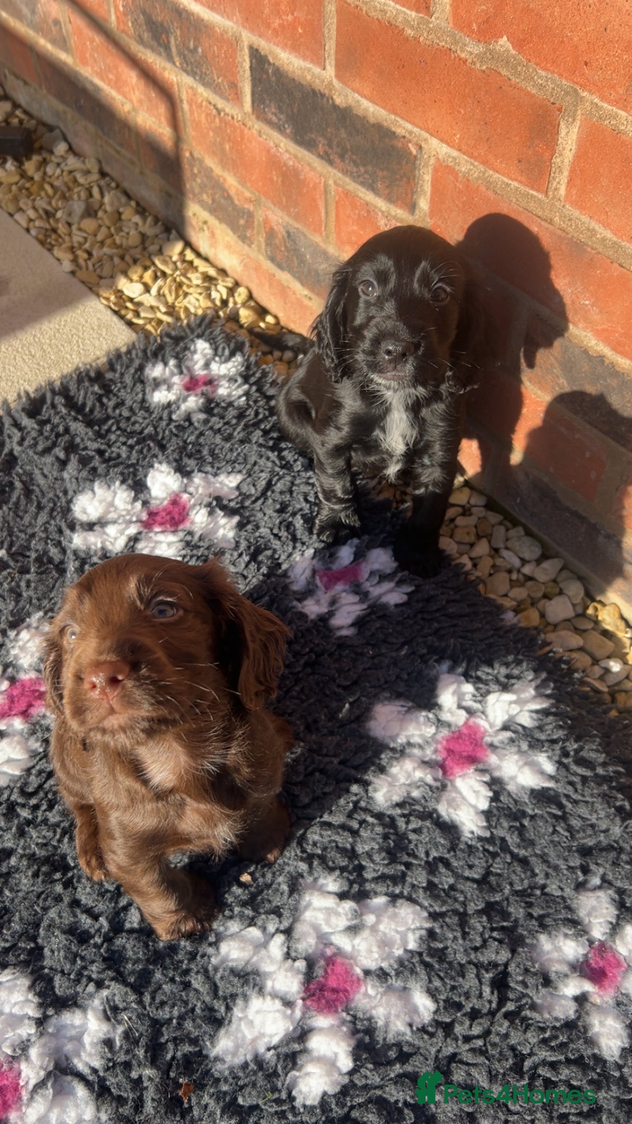 Cocker Spaniel dogs KC cocker spaniel  - Advert 14