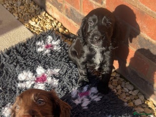 Cocker Spaniel dogs KC cocker spaniel - Advert 14