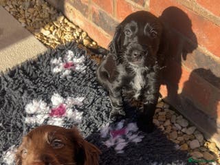 Cocker Spaniel dogs KC cocker spaniel - Advert 18