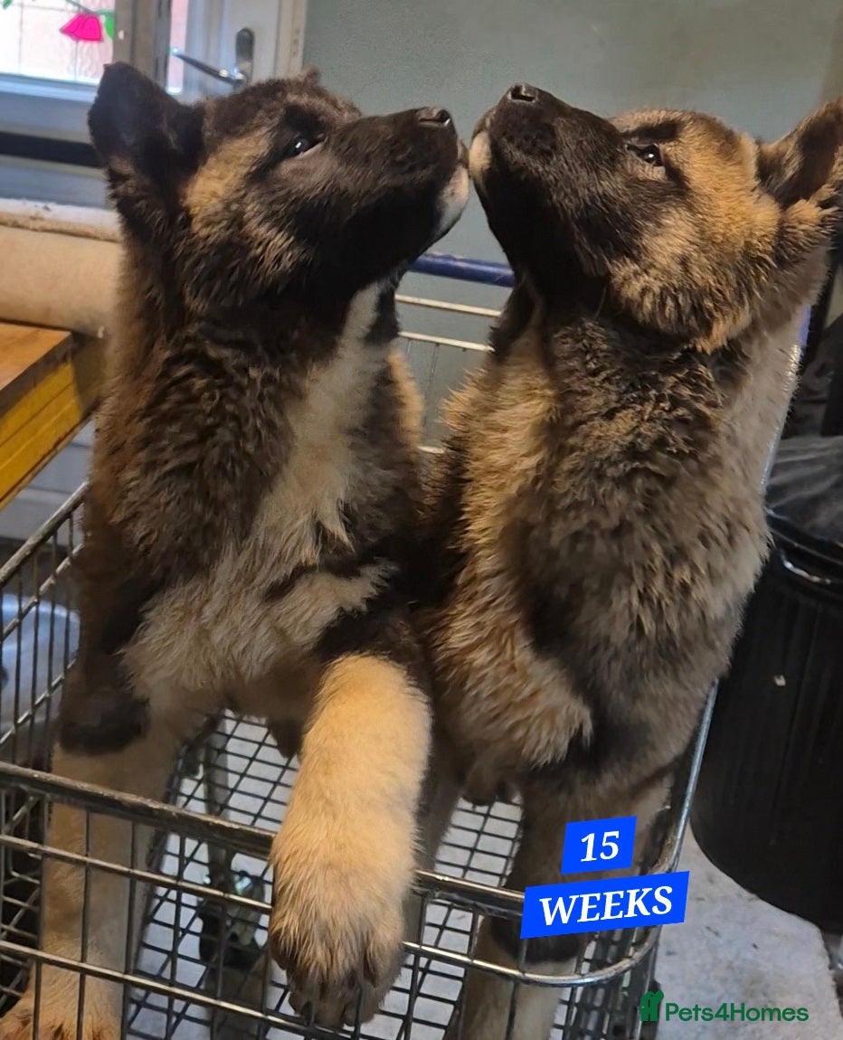 Akita dogs AMERICAN AKITA FEMALES BLACK MASK BEARS - Advert 5