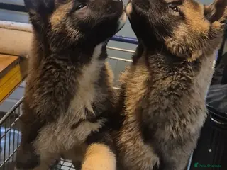 Akita dogs AMERICAN AKITA FEMALES BLACK MASK BEARS - Advert 5