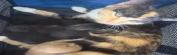 Mixed Breed cats for sale: Kittens ready 7th September  - Advert 11