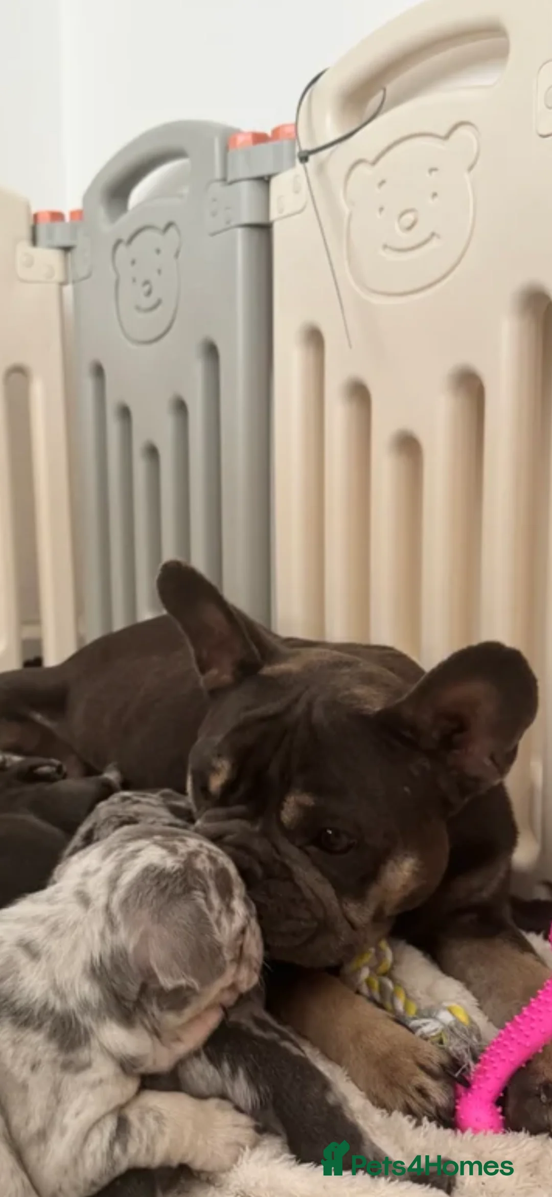 French Bulldog dogs for sale: French bulldog male  - Advert 5