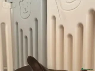 French Bulldog dogs French bulldog male - Advert 1