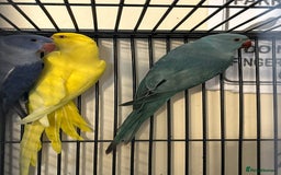 Ringnecks birds for sale: Stunning Baby Indian Ringnecks  - Image 10
