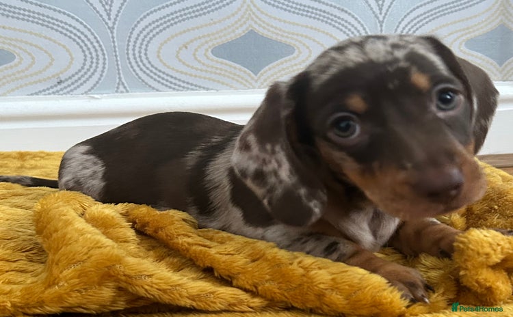 Miniature Dachshund dogs - Advert 16