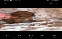 Cavapoo dogs for sale: F1B CAVAPOO PUPPIES  - Image 7