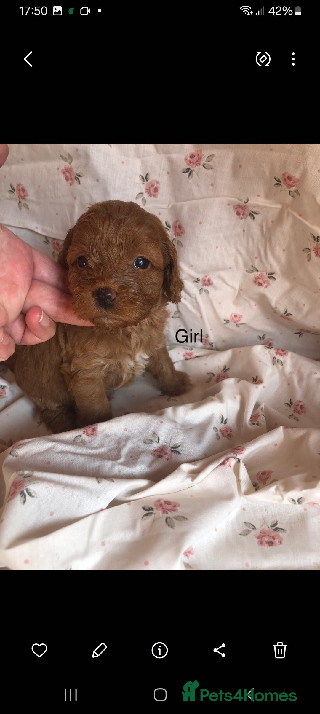 Cavapoo dogs for sale: F1B CAVAPOO PUPPIES  - Image 7