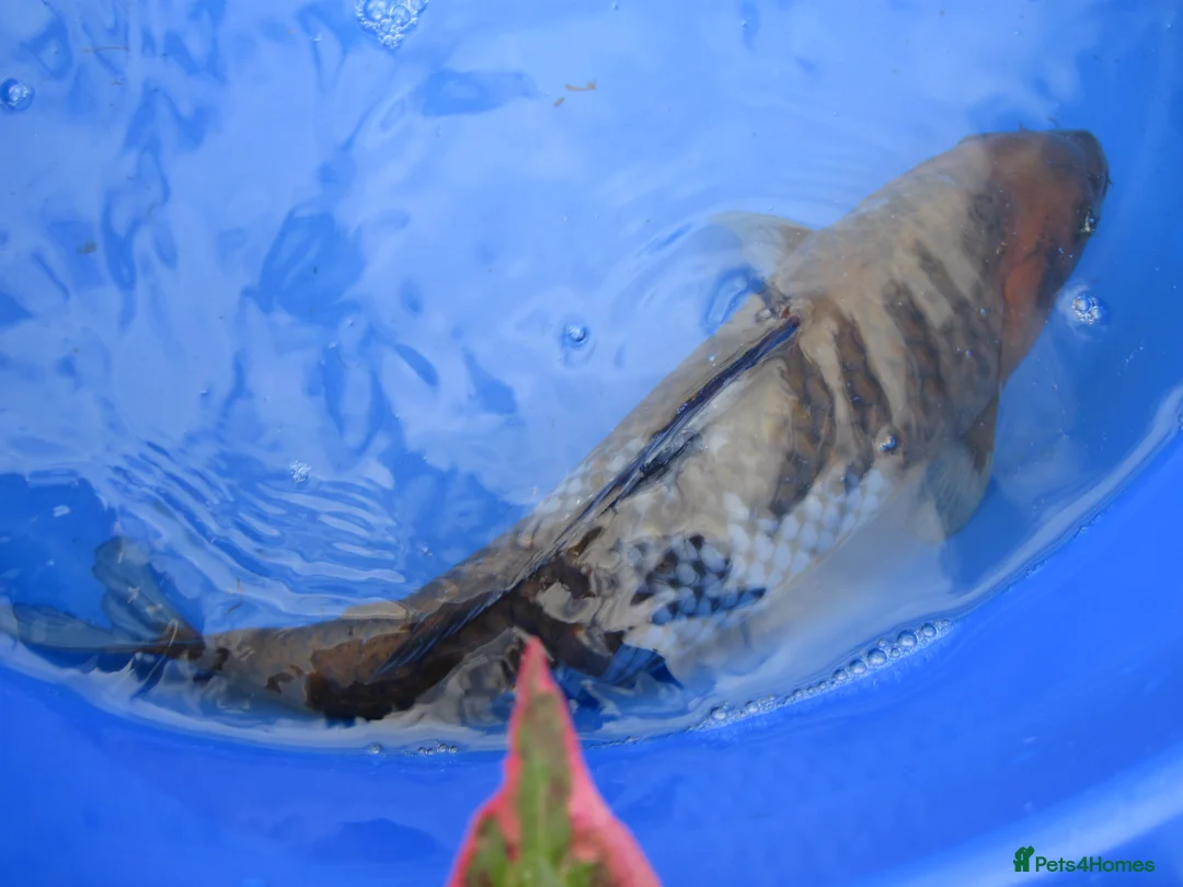 Koi Carp fish for sale: 3 Nice Japanese Bred Koi Carp - Advert 8