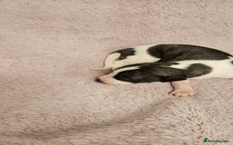 Whippet dogs for sale: KC HEART AND HEALTH TESTED WHIPPETS - Image 24