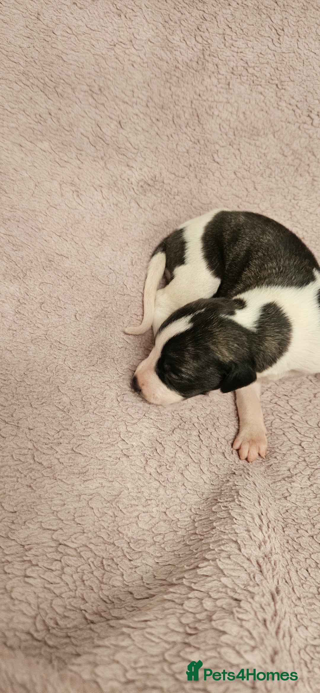 Whippet dogs for sale: KC HEART AND HEALTH TESTED WHIPPETS - Image 24