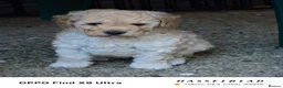 Miniature Poodle dogs for sale: Beautiful Miniature Apricot Poodle Puppy in Nottingham - Advert 7