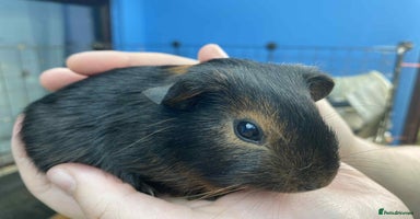 Guinea Pig rodents - Advert 3