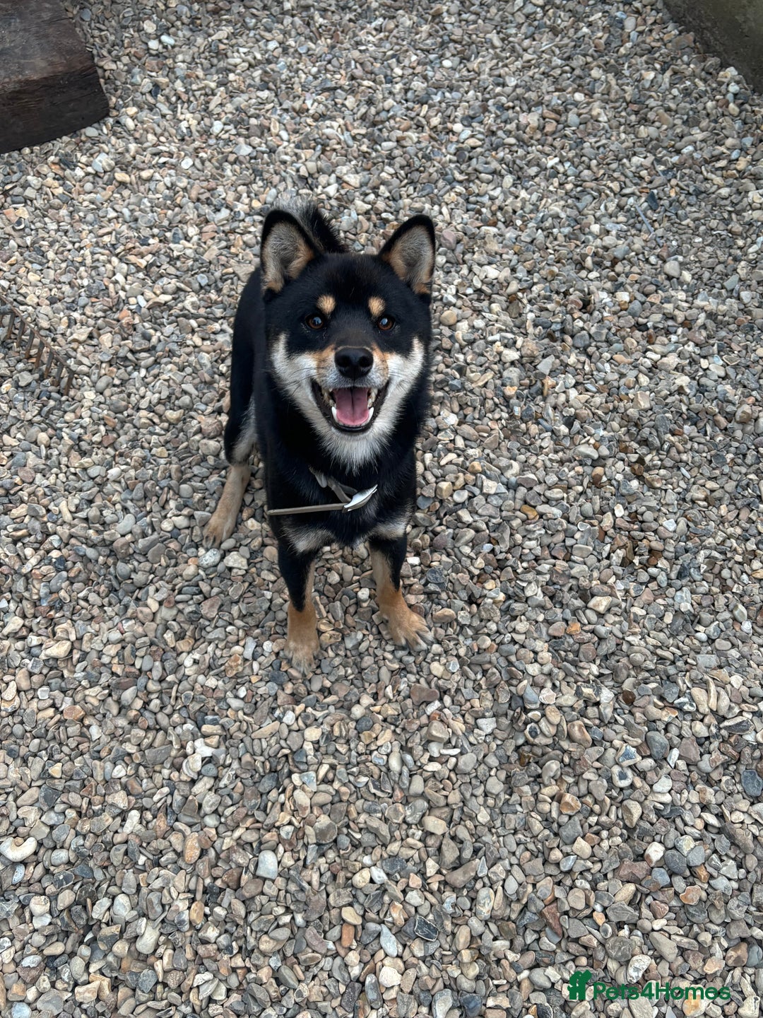 Japanese Shiba Inu dogs for stud: Champion Japanese Line Shiba Inu For Stud - Image 4