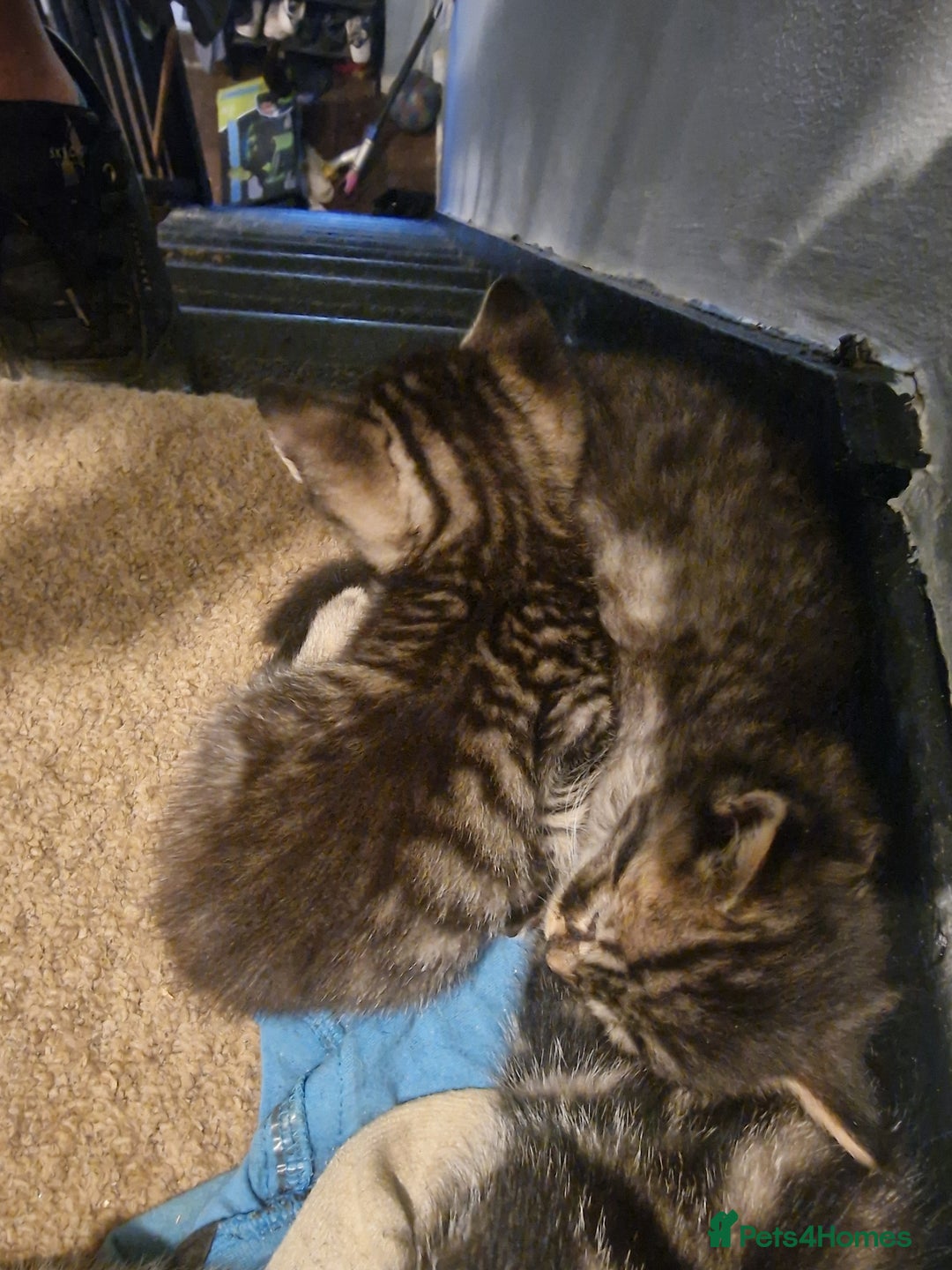 Mixed Breed cats for sale: Kittens looking for there forever homes  - Image 8