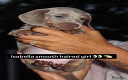 Miniature Dachshund dogs for sale: Dachshund Puppy – Ready for a 5-Star Home 🐾 - Image 1