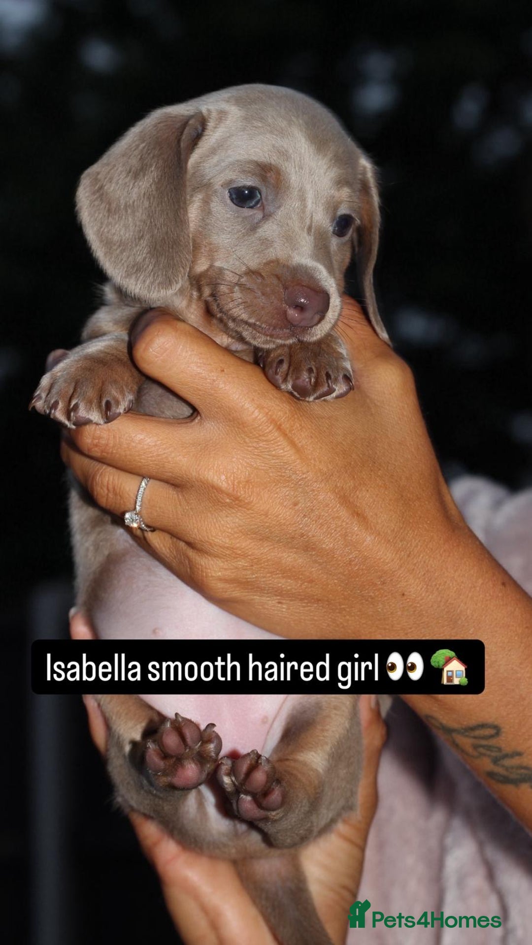Miniature Dachshund dogs for sale: Dachshund Puppy – Ready for a 5-Star Home 🐾 - Image 1