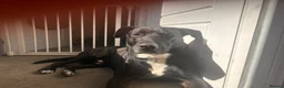 Mixed Breed dogs for sale: Jetson - Advert 1